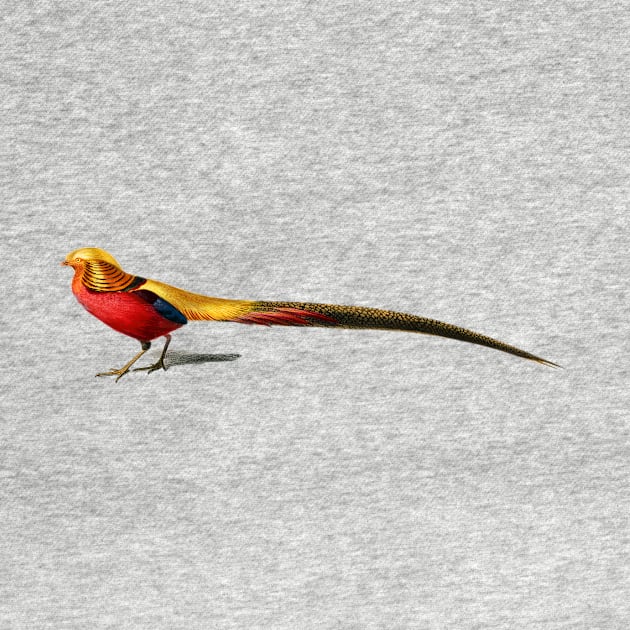 Vintage male golden pheasant bird by Phantom Troupe